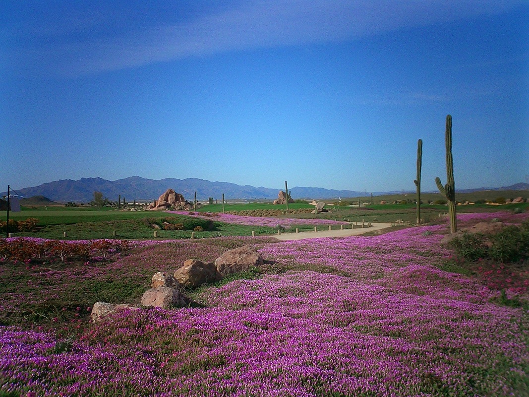 Desert Springs Golf Club 2024 Officials Election Results | Desert ...